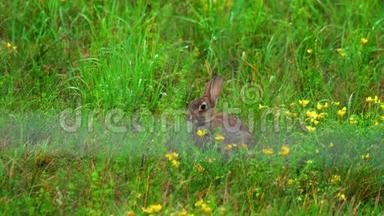 穿着绿色草地的野兔，淋雨